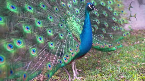 Peacock dance in HD - The beautiful peacock open her feather #peacockdance