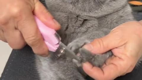 Aww🥹 | Cute cat short video