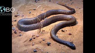 Top 5 Most Venomous Snakes in the World