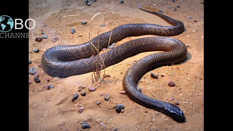 Top 5 Most Venomous Snakes in the World