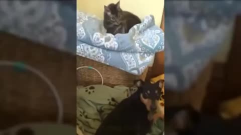 a collection of hilariously cute cat behaviors