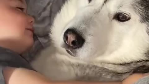 This will melt your heart!!! Beautiful 2 year time lapse of husky and a kid