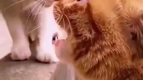 Funny moments of animals (2023)