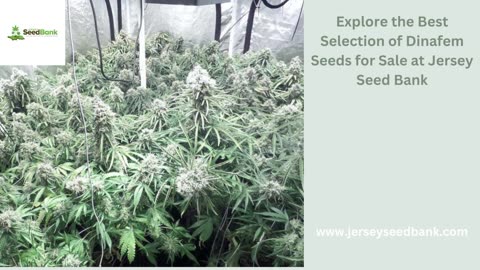 Dinafem Seeds for Sale | Jersey Seed Bank