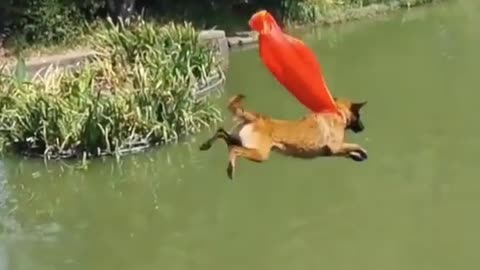 Have you ever seen dog flying like Superman?