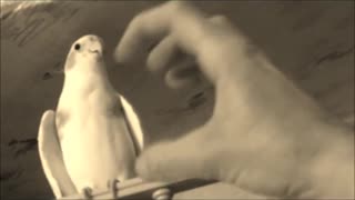 Psycho Cockatiel of Terror. Not for the very young. Funny, crazy Pet video.