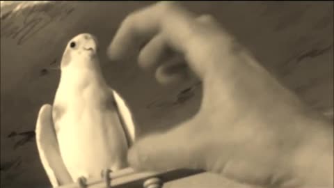 Psycho Cockatiel of Terror. Not for the very young. Funny, crazy Pet video.