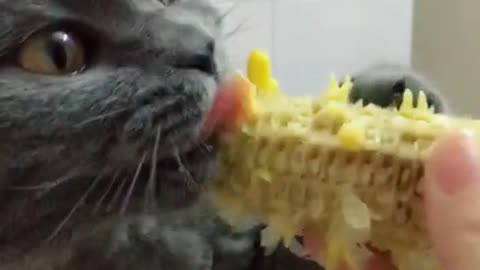 It turns out that it's not just me who likes to eat corn, but also cats.