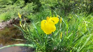 Yellow Iris