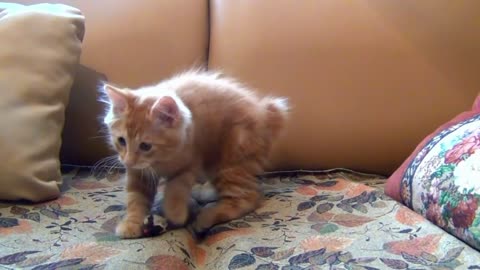 Little Kitten Playing His Toy Mouse!