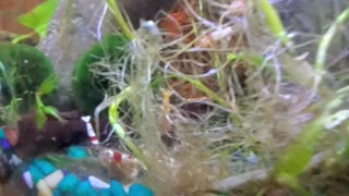 fresh water shrimps, Caridina. 2