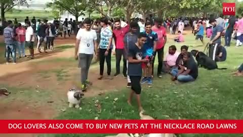 A Park Where Dog Lovers Meet