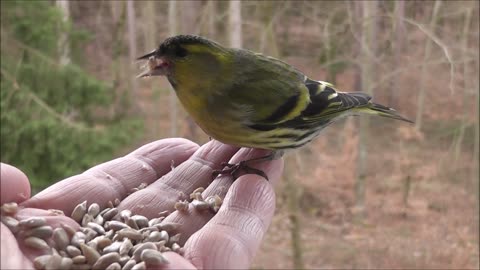 songbird is eating from a hand