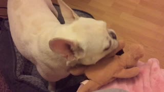 Smart Frenchie understands Korean words