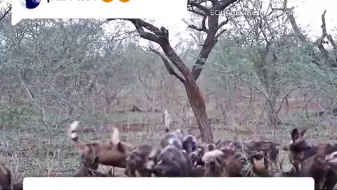 wild dog vs wildbeest 2