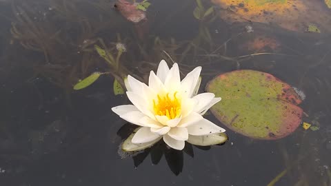 Water Lily