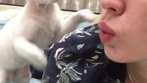 Funny videos, teasing cats, slapped by the cat, it's funny