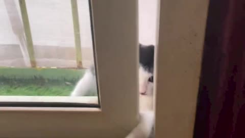 This little kitten find a way to get in House p
