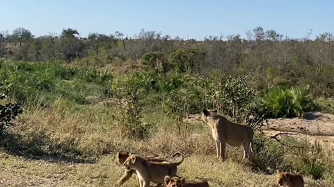 "Roaring Love: The Heartwarming Story of a Lioness and Her Precious Cubs"