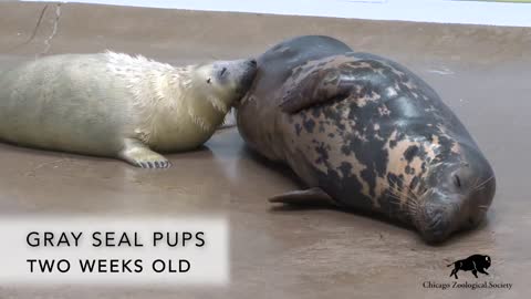 Two Gray Seal Pups Born at Brookfield Zoo