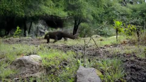 Komodo Dragon vs Anak Babi