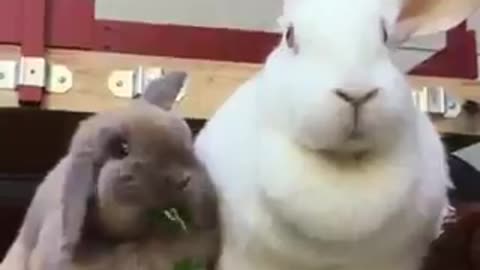 Two rabbits