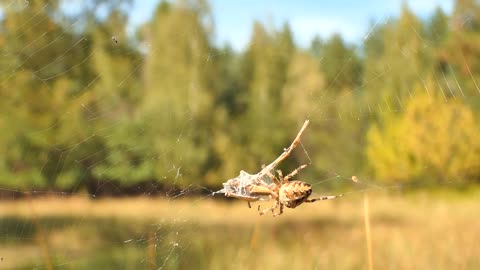 spiders trap grasshoppers