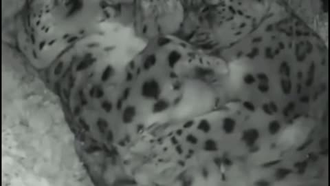 Are these two leopards husband and wife? They were sleeping in each other's arms