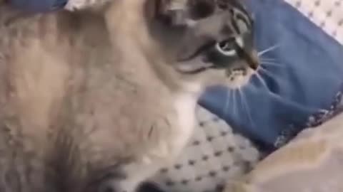 Funny Animal Videos 2023 Best Dogs And Cats Videos 😺😍