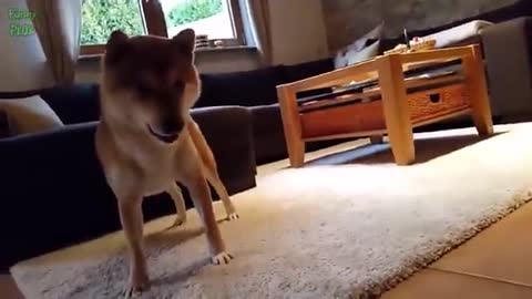 DOG PLAYING FUNNY VIDEO