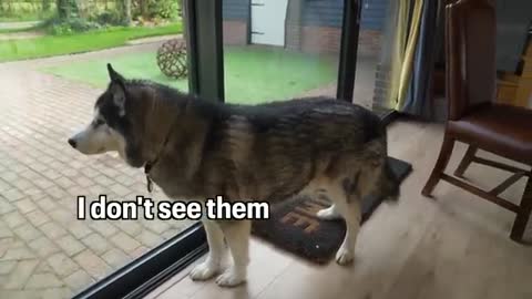 Husky Loses Control When His Family Returns!