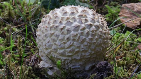 Sculptured Giant Puffball