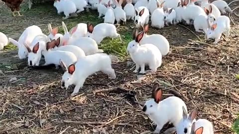 Beautiful rabbits