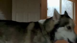 Husky Enforces Strict No Working Rule