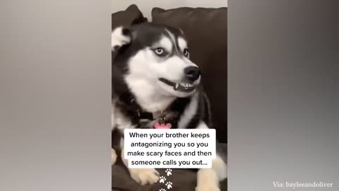 Huskies being dramatic for 10 minutes | FUNNIEST Animals Video