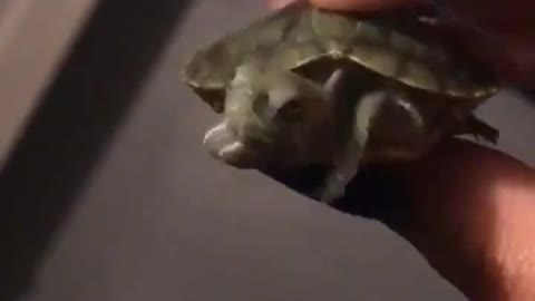Baby Turtle Makes Epic Escape During Photoshoot