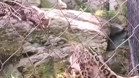 funnyvideo#animal#snowleopard