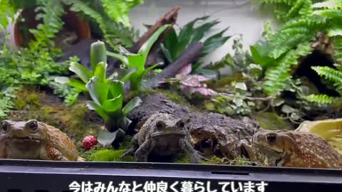A timid toad that didn't eat for more than a week did this two months later!