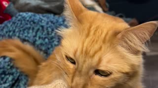 Cat Tries to Groom Owner's Sweater