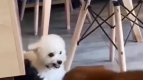 Good Doggo Protects his Friend