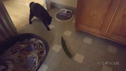 Cats Scared by Cucumbers Compilation