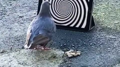 hypnotized pigeon😂😂🕊