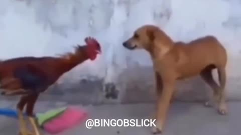 A dog and a cock fighting