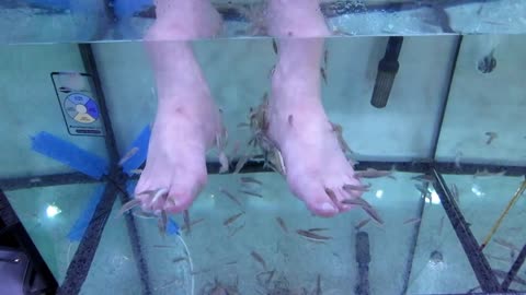 Aquarium fish pedicure