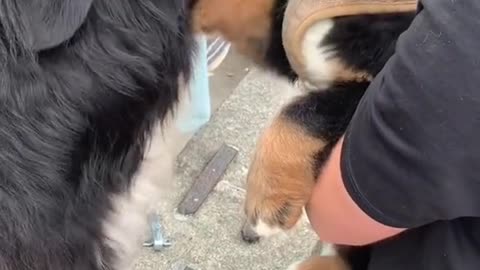 Dog meets new cute dog friend