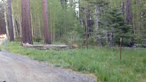 Black Bears in South Lake Tahoe