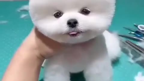 Cute dog