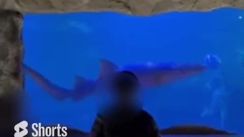 #Shark Tank - see what you find! #aquarium #animals