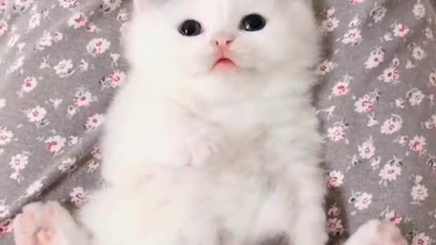 What a lovely cat, so cute that you can't help but feel it