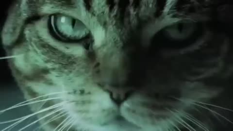Meow Meow - Meow Meow Meow (Original Mix)